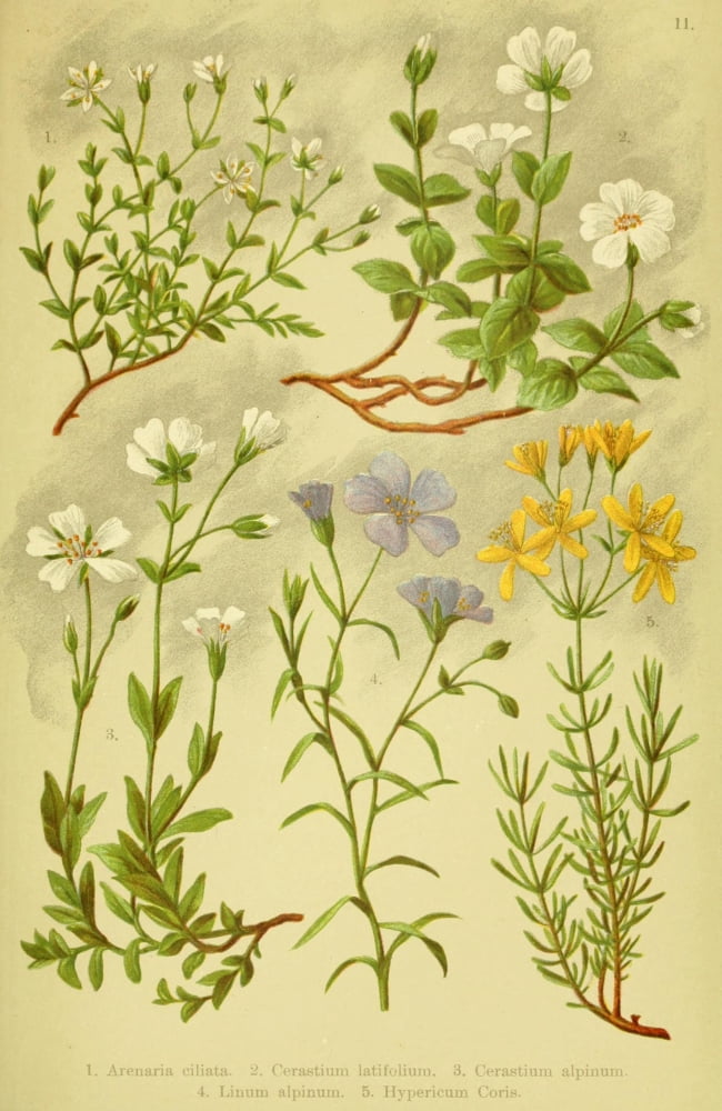 Alpen-Flora fr Touristen 1904 Arenaria et al Canvas Art - Hermann Friese (24 x 36)