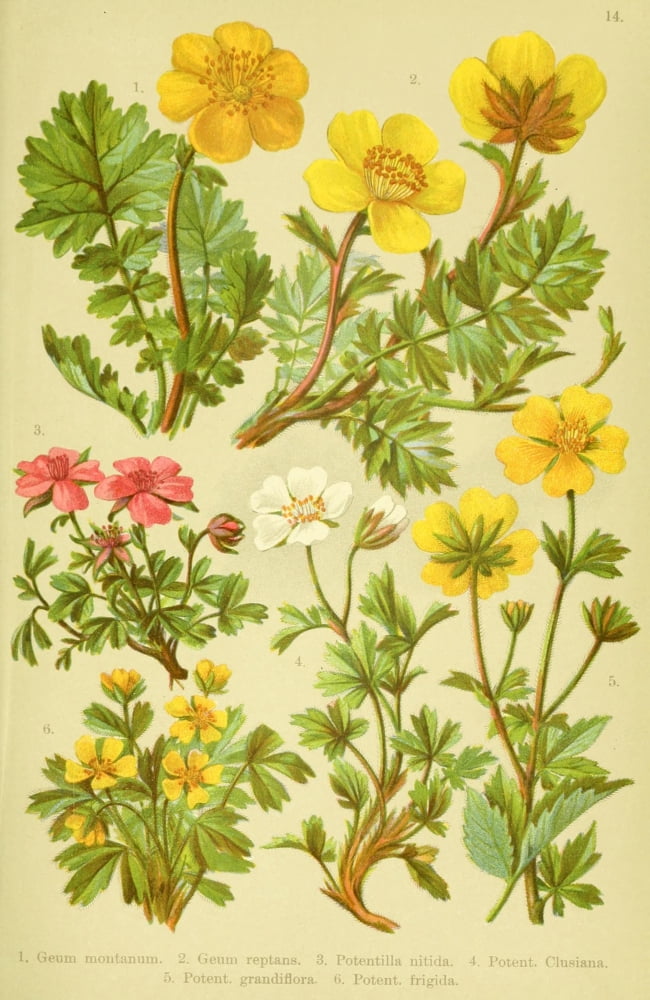Alpen-Flora fr Touristen 1904 Geum et al Canvas Art - Hermann Friese (24 x 36)