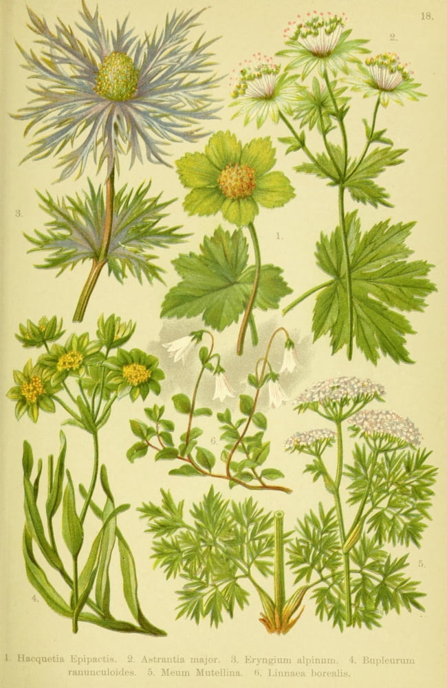 Alpen-Flora fr Touristen 1904 Hacquetia et al Canvas Art - Hermann Friese (24 x 36)