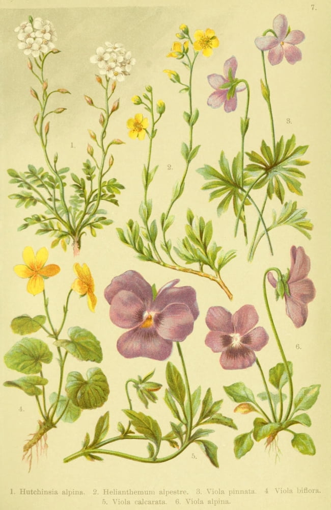 Alpen-Flora fr Touristen 1904 Hutchinsia et al Canvas Art - Hermann Friese (24 x 36)