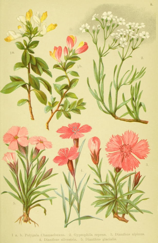 Alpen-Flora fr Touristen 1904 Polygala et al Canvas Art - Hermann Friese (24 x 36)