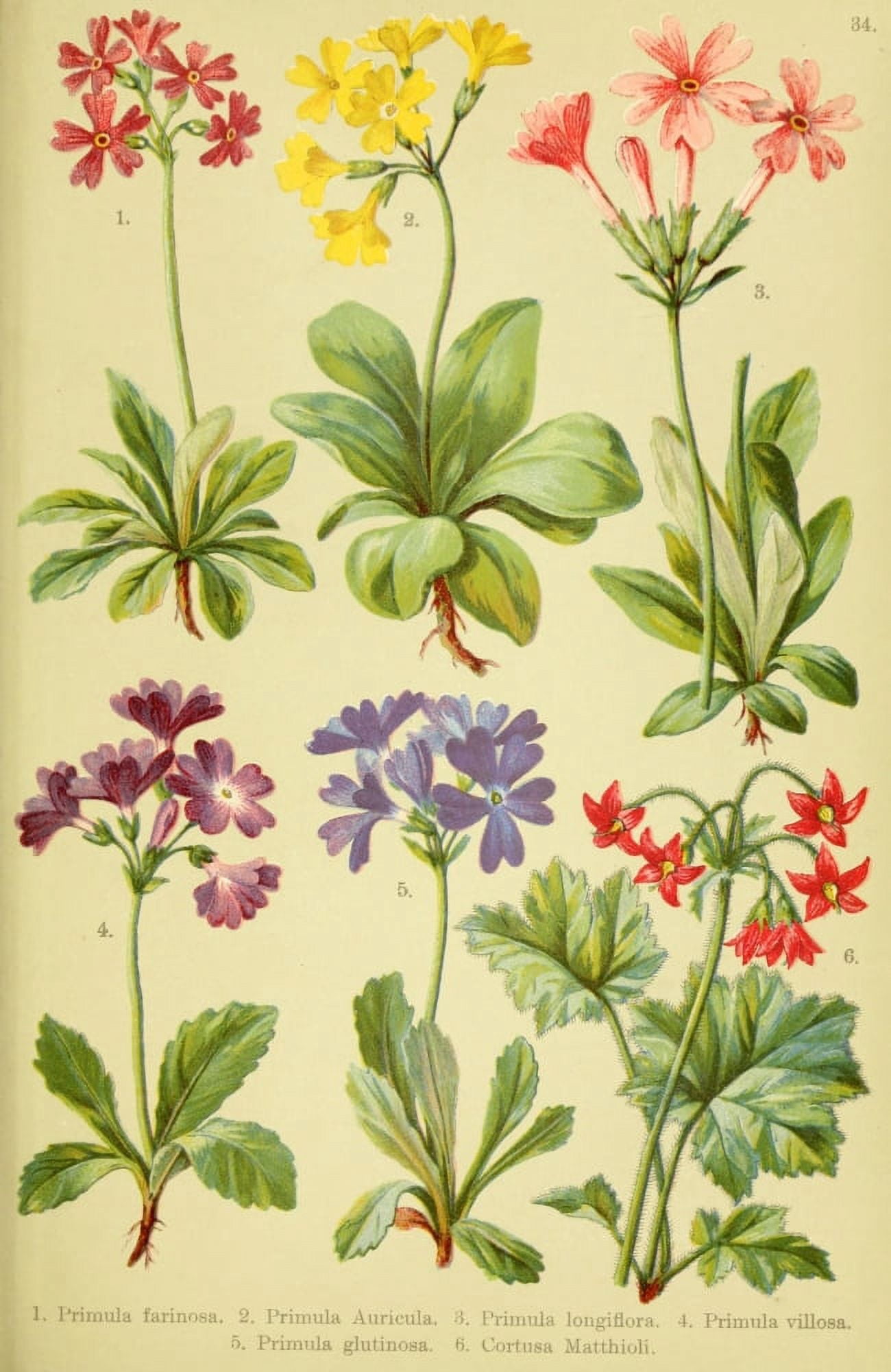 Alpen-Flora fr Touristen 1904 Primula et al Canvas Art - Hermann Friese (24 x 36)