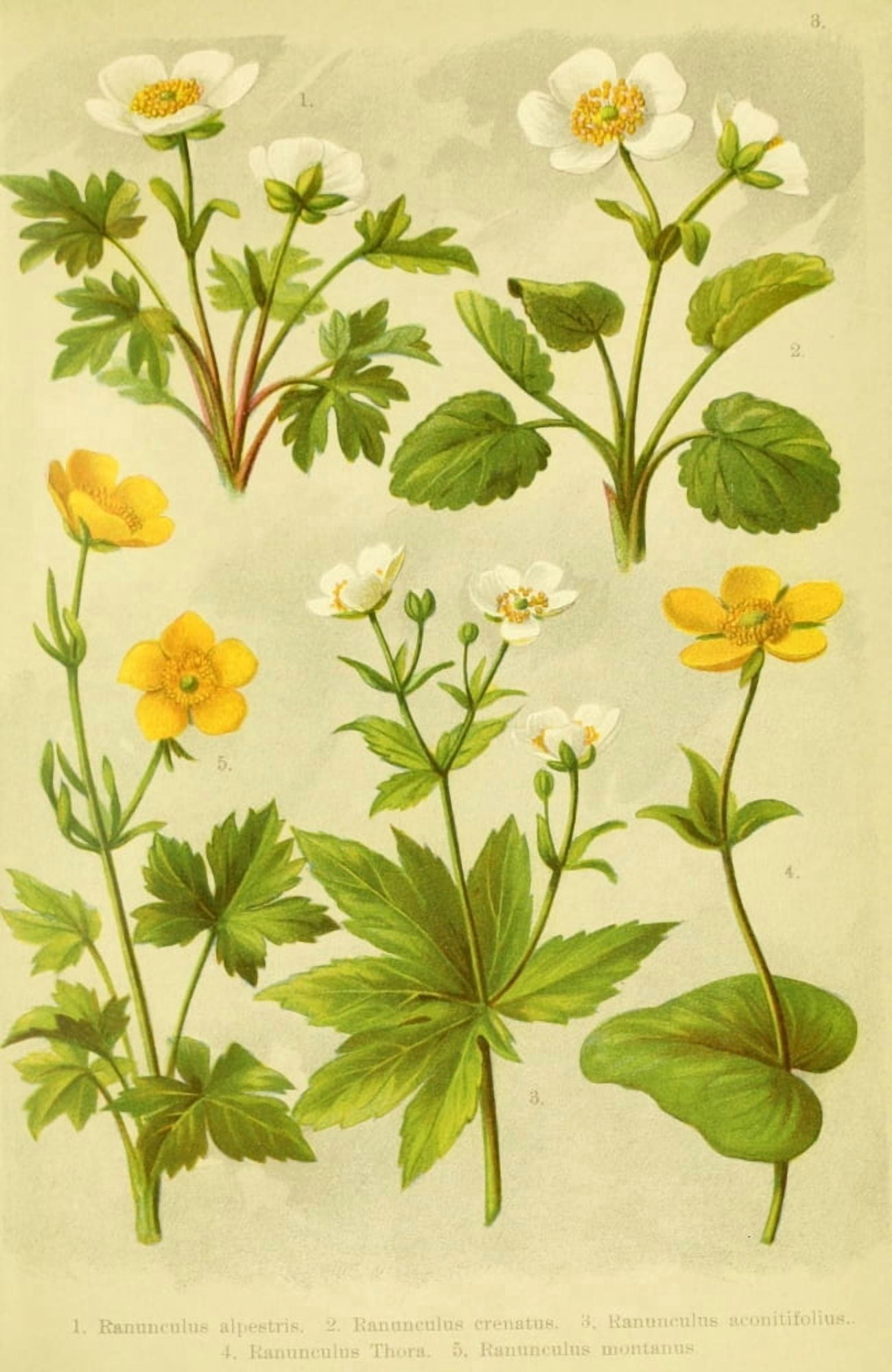Alpen-Flora fr Touristen 1904 Ranunculus Canvas Art - Hermann Friese (24 x 36)