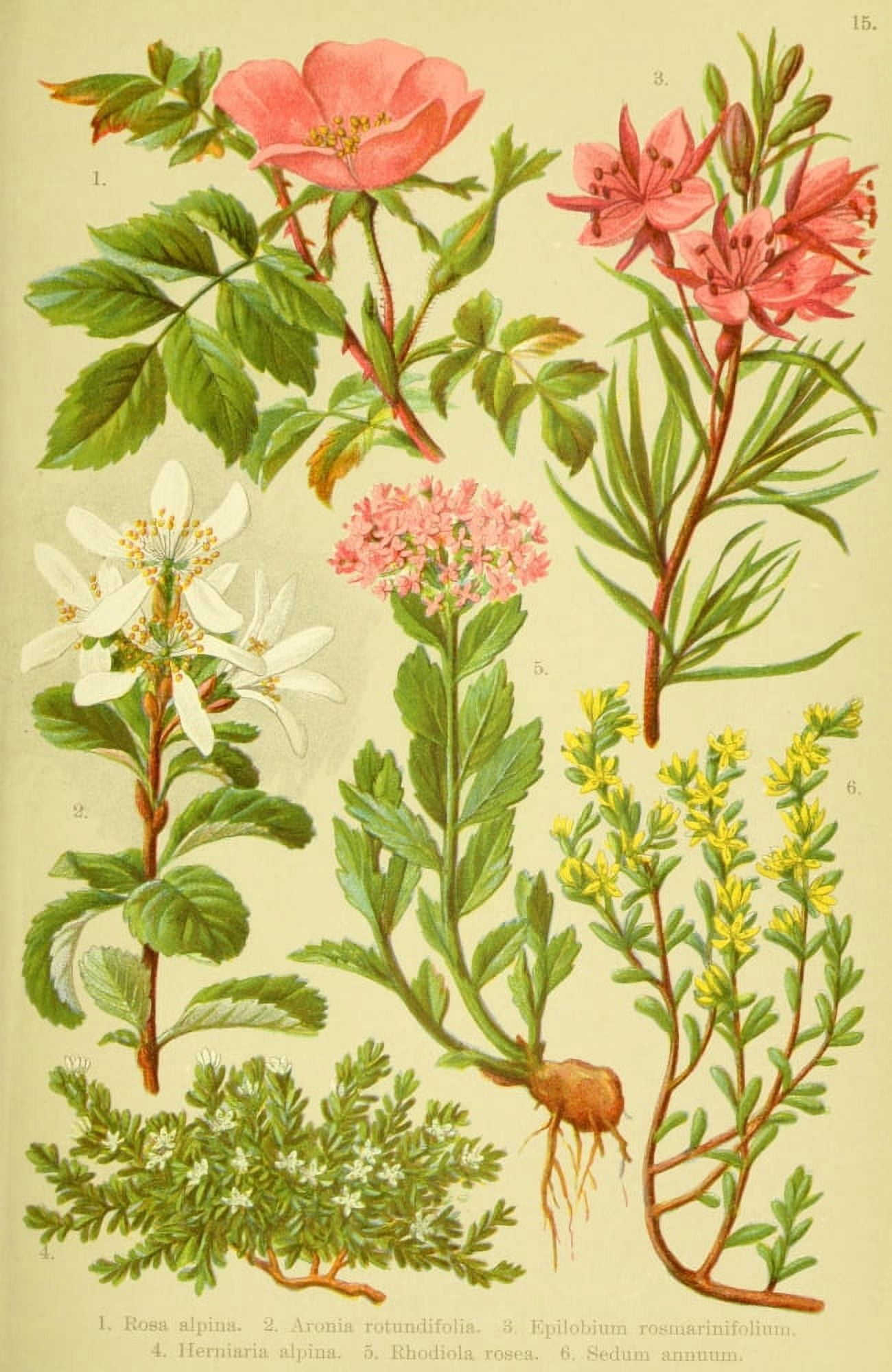 Alpen-Flora fr Touristen 1904 Rosa et al Canvas Art - Hermann Friese (24 x 36)