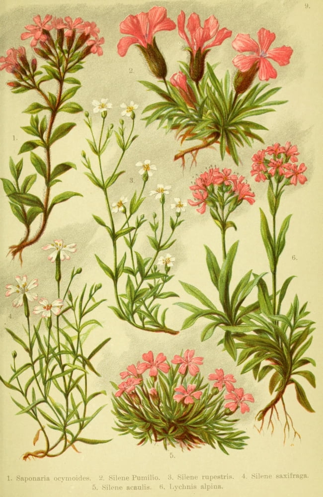Alpen-Flora fr Touristen 1904 Saponaria et al Canvas Art - Hermann Friese (24 x 36)