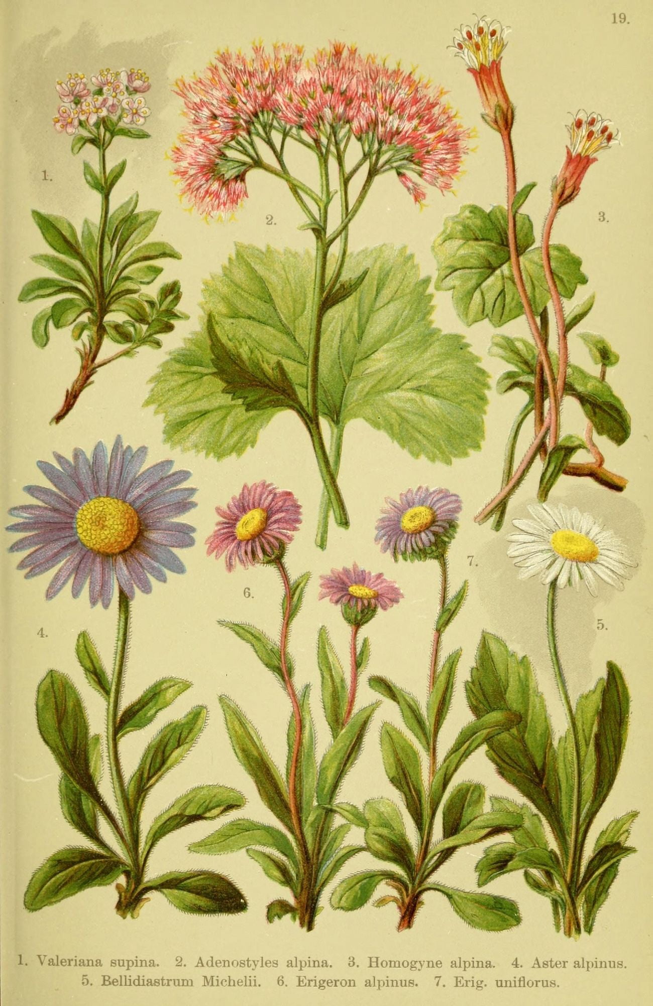 Alpen-Flora fr Touristen 1904 Valeriana et al Canvas Art - Hermann Friese (24 x 36)