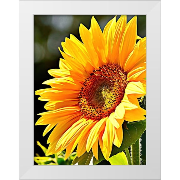 Alpenglow Workshop 12x14 White Modern Wood Framed Museum Art Print Titled - Sunflower