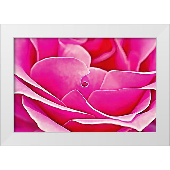 Alpenglow Workshop 14x11 White Modern Wood Framed Museum Art Print Titled - Pink Perfection Rose