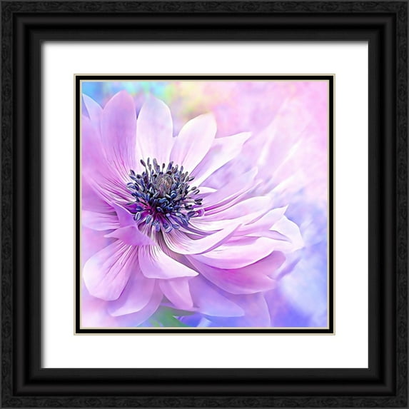 Alpenglow Workshop 20x20 Black Ornate Wood Framed with Double Matting Museum Art Print Titled - Wispy Purple Anemone