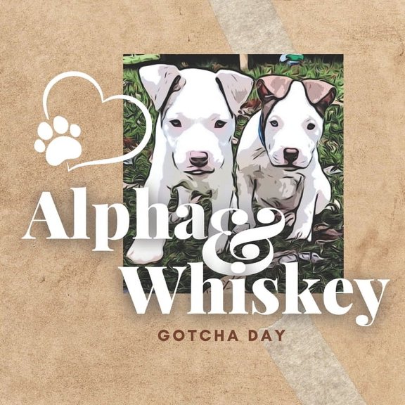 Alpha & Whiskey Gotcha Day, (Paperback)