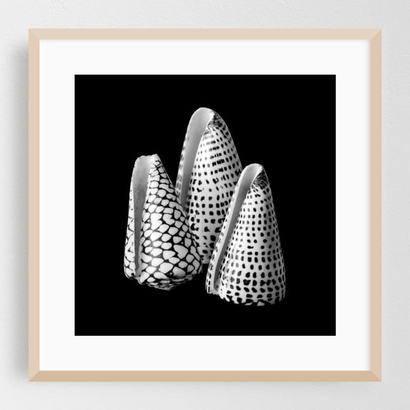 Alphabet Cone shells Conus Spurius - Photography Black and White Abstract Pattern Marine Life Minimalist Nature Coastal Oak Framed Wall Art Print 20 x 20 inches