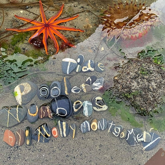 Alphabet Rocks Tide Pooler's Numbers, (Paperback)