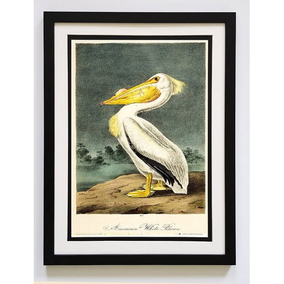 Audubon Print White Pelican