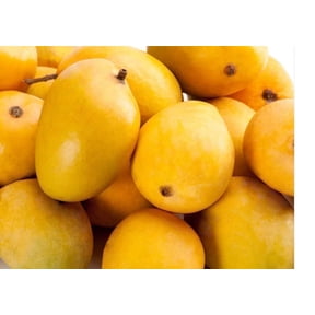 Alphonso Mango GRAFTED tree (2-5 Feet Tall). ship to all states