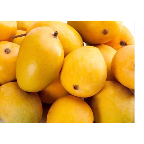 Alphonso Mango GRAFTED tree (2-5 Feet Tall). ship to all states