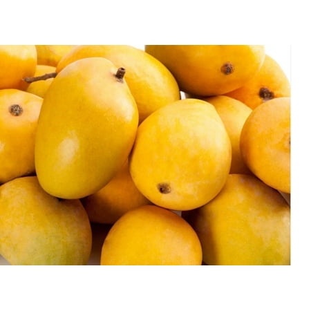 Alphonso Mango GRAFTED tree (2-5 Feet Tall). ship to all states