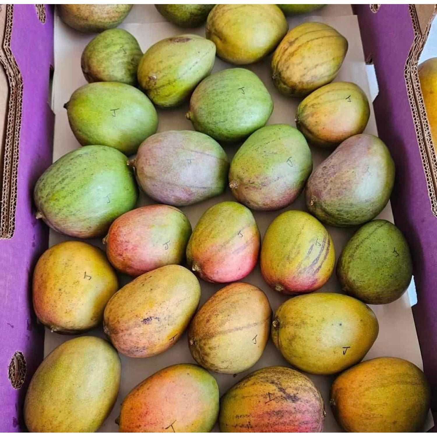 Alphonso Mango Tree Live Fruit Trees in 10 Inch Pots Mangifera