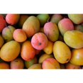 Alphonso Mango Tree Live Fruit Trees in 10 Inch Pots Mangifera