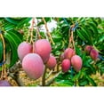 Alphonso Mango Tree Live Fruit Trees in 10 Inch Pots Mangifera