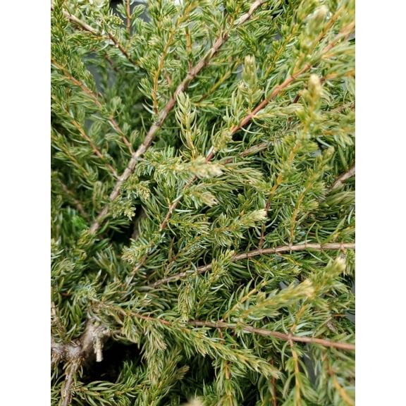 Alpine Carpet® Juniper