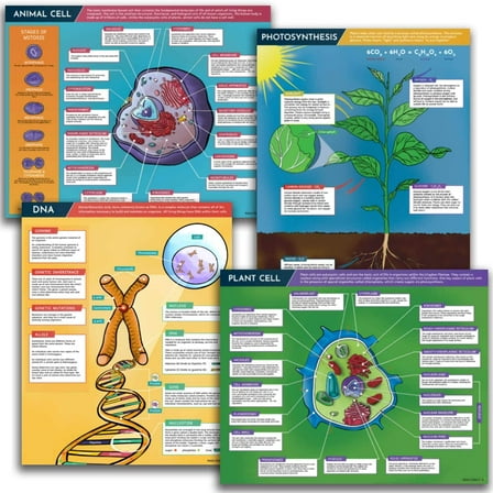 Alpine Choice | Science Posters For Classroom Decoration - 4 Biology Posters