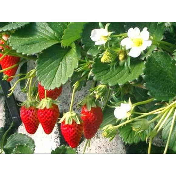 Alexandria Strawberry - 4 Plants 2.5" Pots - Fragaria