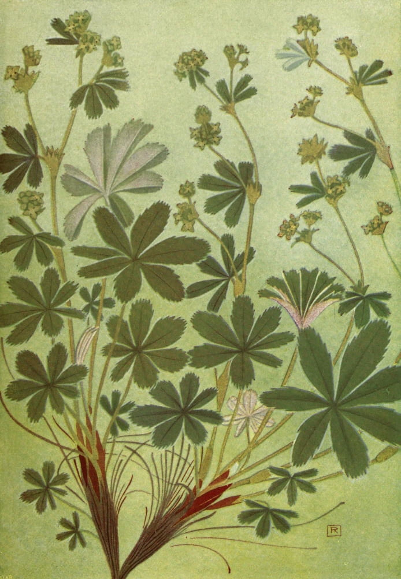 Alpine Flora 1911 Alchemilla Alpina Canvas Art - Philippe Robert (24 x 36)