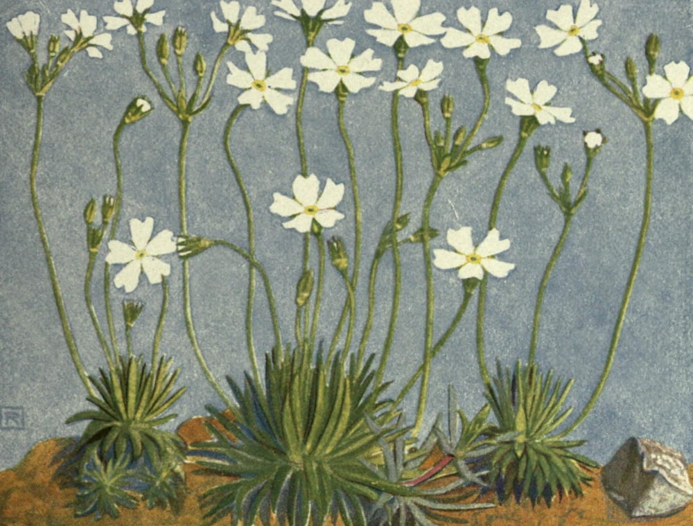 Alpine Flora 1911 Androsace Lactea Canvas Art - Philippe Robert (24 x 36)
