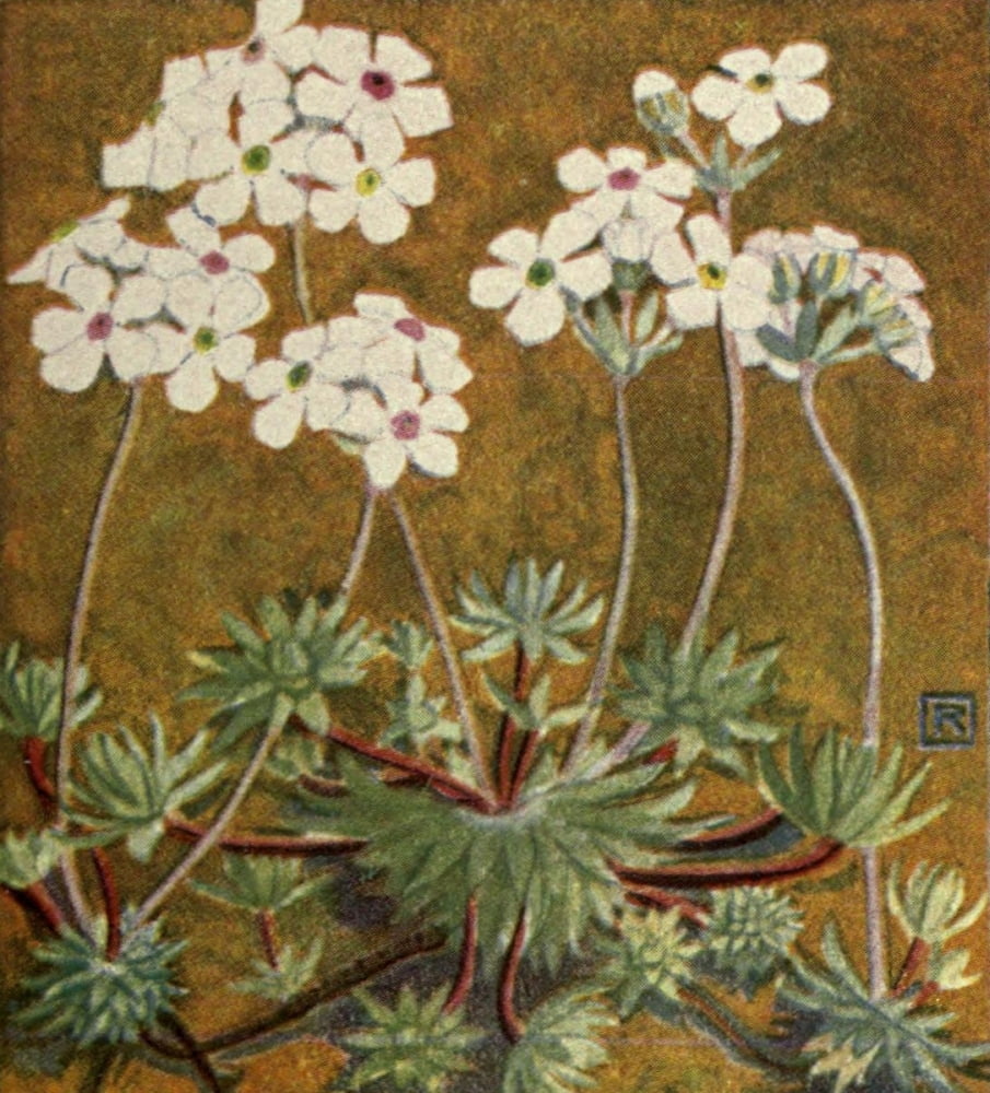 Alpine Flora 1911 Androsace Villosa Canvas Art - Philippe Robert (18 x 24)
