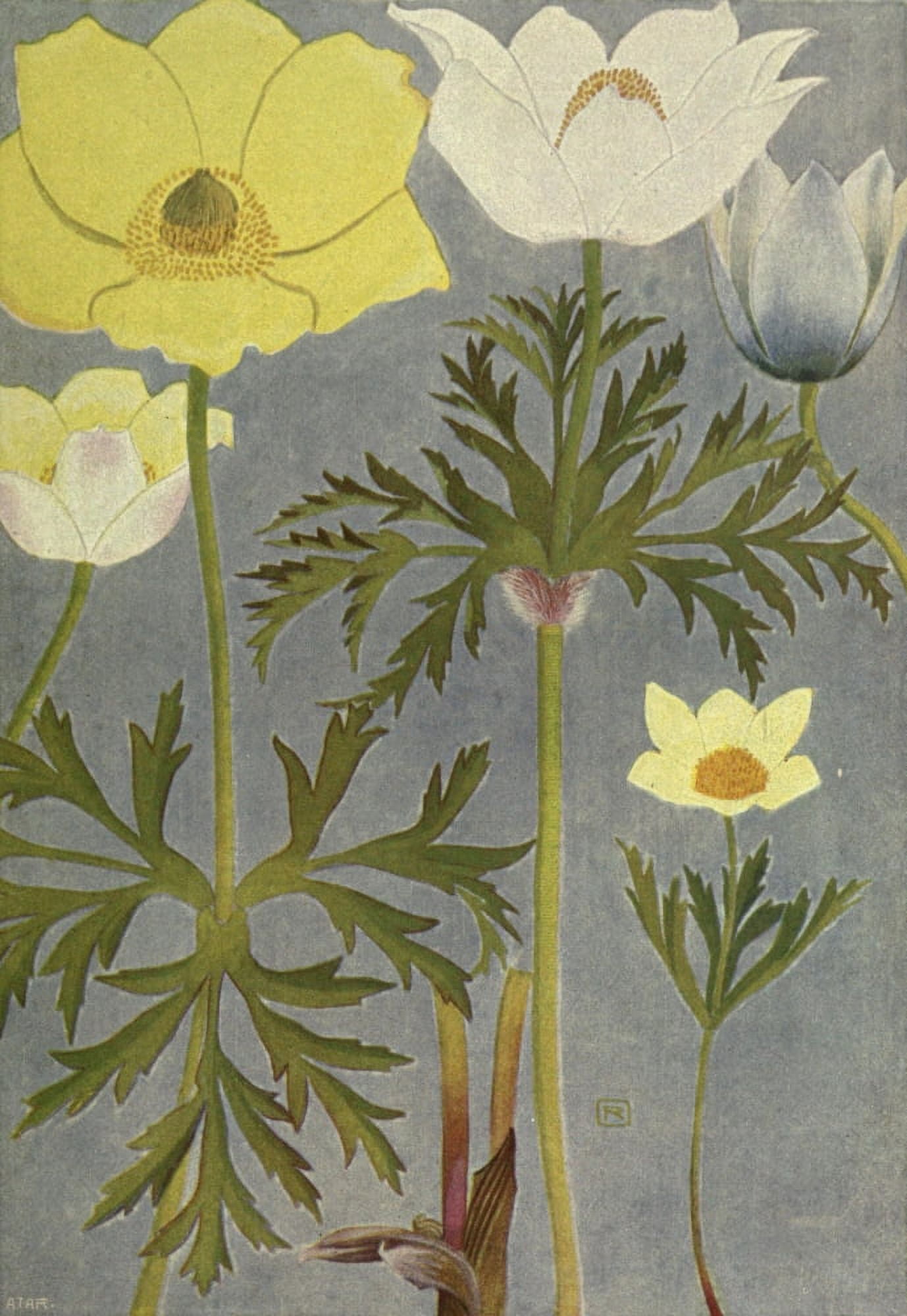 Alpine Flora 1911 Anemones Canvas Art - Philippe Robert (18 x 24)