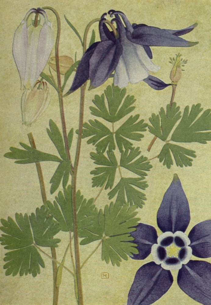Alpine Flora 1911 Aquilegia Alpina Canvas Art - Philippe Robert (24 x 36)