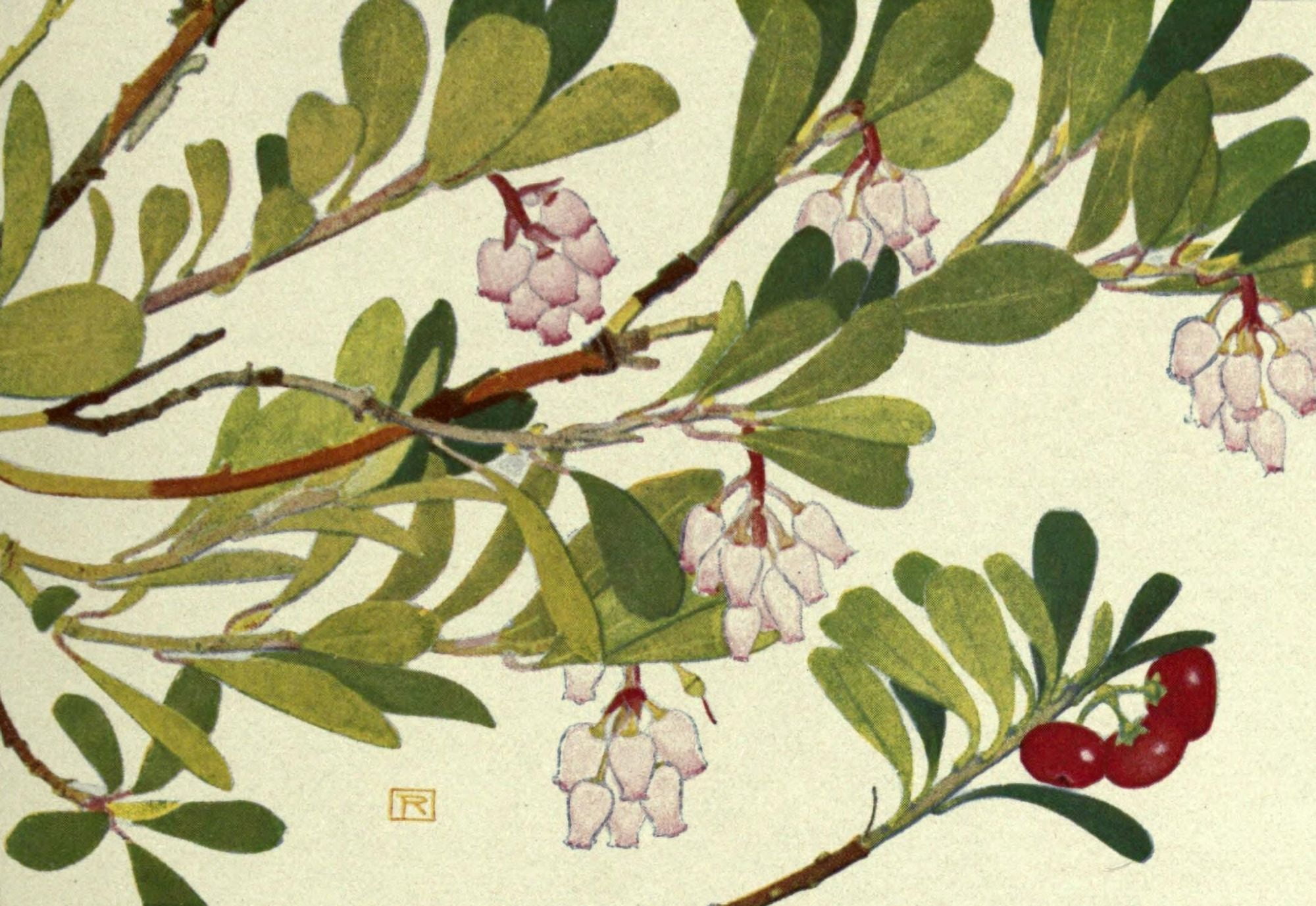 Alpine Flora 1911 Arctostaphylos Uva Ursi Canvas Art - Philippe Robert (18 x 24)
