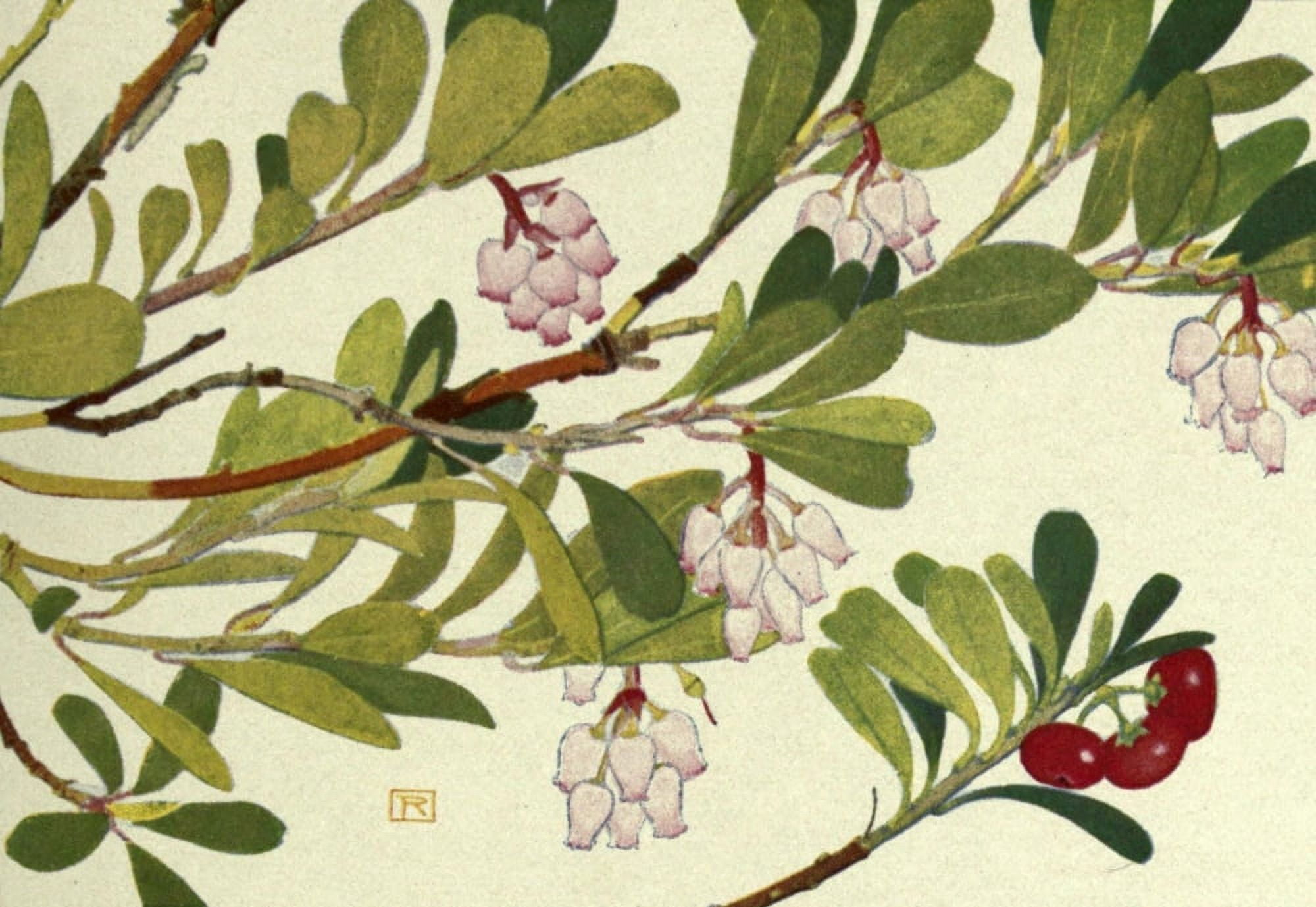 Alpine Flora 1911 Arctostaphylos Uva Ursi Canvas Art - Philippe Robert (24 x 36)