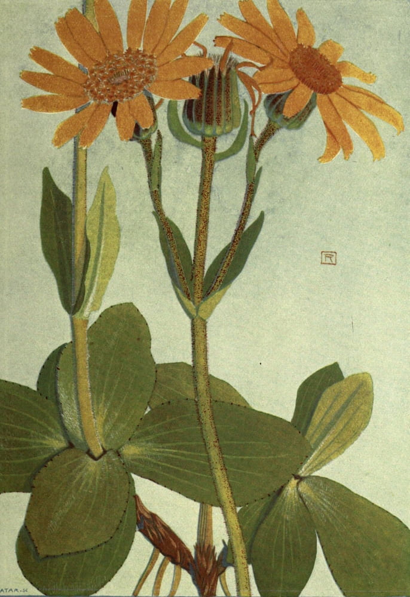 Alpine Flora 1911 Arnica Montana Canvas Art - Philippe Robert (24 x 36)