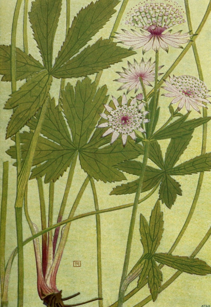 Alpine Flora 1911 Astrantia Major Canvas Art - Philippe Robert (18 x 24)