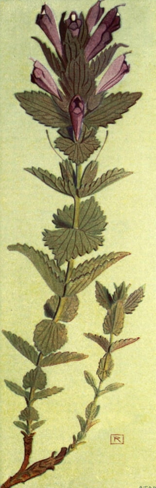 Alpine Flora 1911 Bartsia Alpina Canvas Art - Philippe Robert (24 x 36)