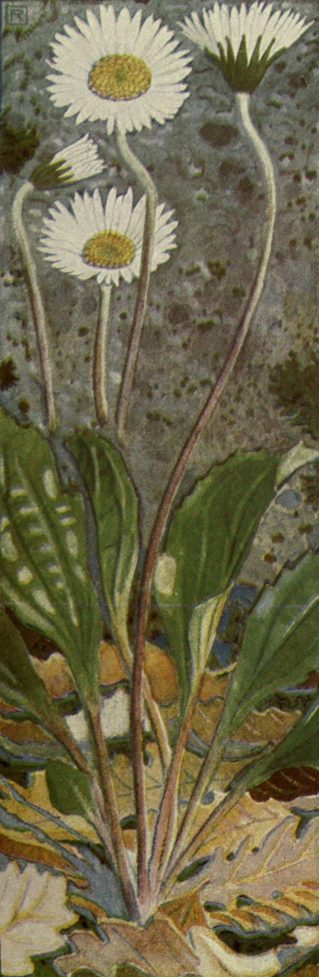 Alpine Flora 1911 Bellidiastrum Michelii Canvas Art - Philippe Robert (24 x 36)