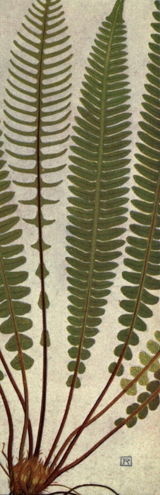 Alpine Flora 1911 Blechnum Spicant Canvas Art - Philippe Robert (18 x 24)