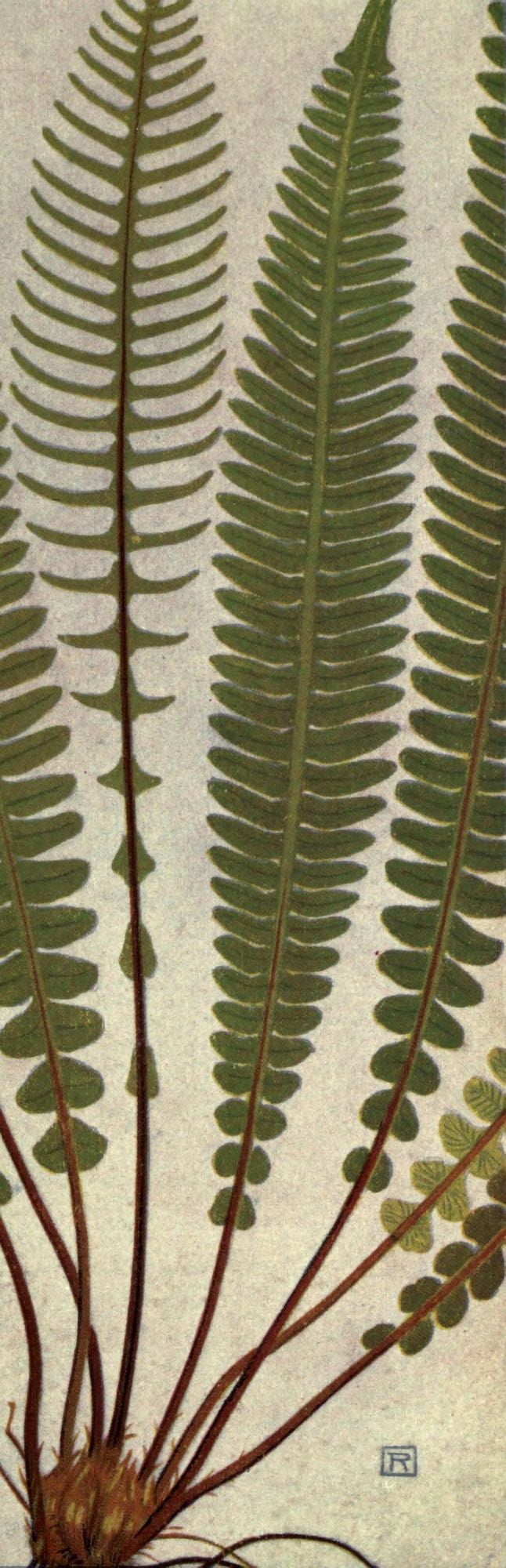 Alpine Flora 1911 Blechnum Spicant Canvas Art - Philippe Robert (24 x 36)