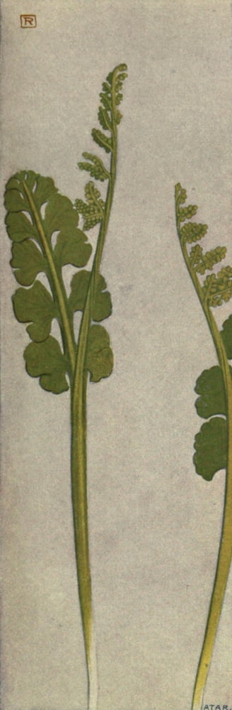 Alpine Flora 1911 Botrychium Lunaria Canvas Art - Philippe Robert (24 x 36)