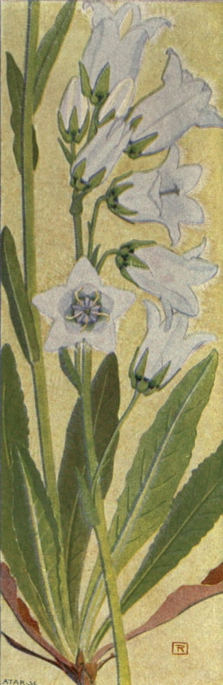 Alpine Flora 1911 Campanula Barbata Canvas Art - Philippe Robert (18 x 24)
