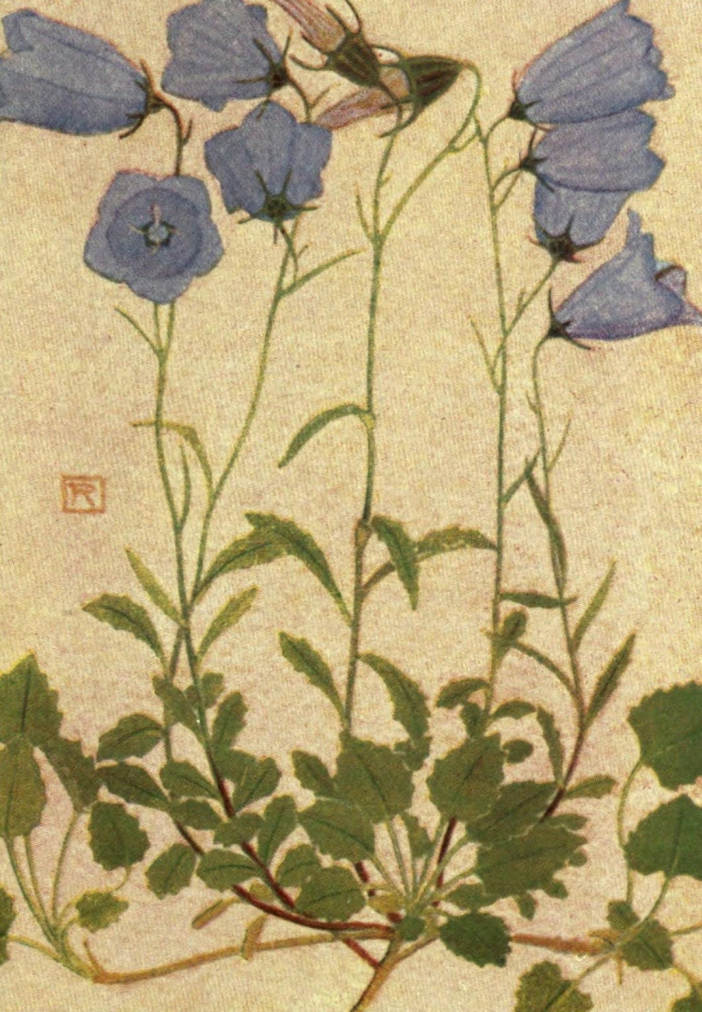 Alpine Flora 1911 Campanula Pusilla Canvas Art - Philippe Robert (24 x 36)