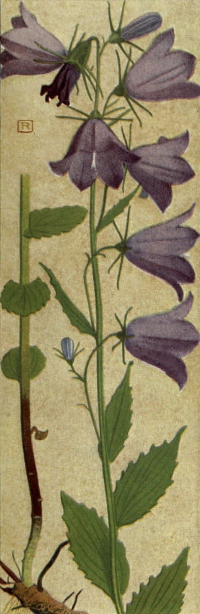 Alpine Flora 1911 Campanula Rhomboidalis Canvas Art - Philippe Robert (24 x 36)