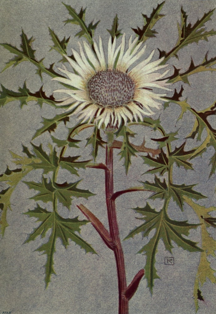 Alpine Flora 1911 Carlina Acaulis Canvas Art - Philippe Robert (24 x 36)