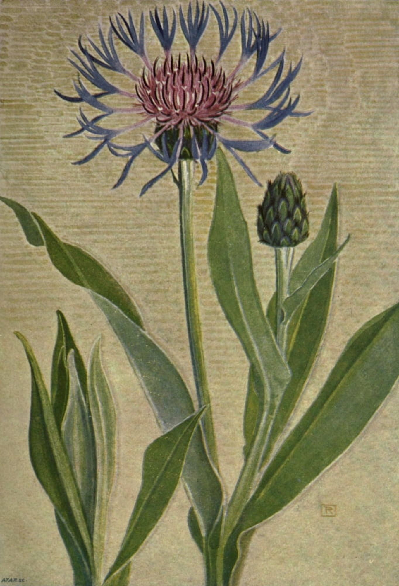 Alpine Flora 1911 Centaurea Montana Canvas Art - Philippe Robert (24 x 36)