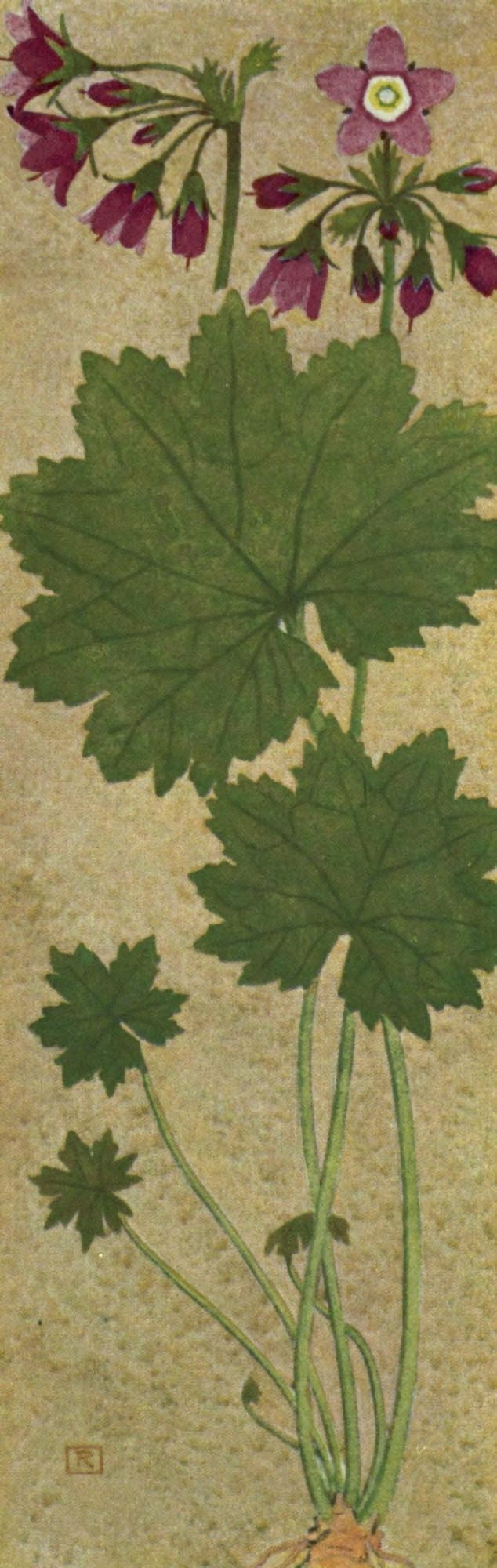 Alpine Flora 1911 Cortusa Matthioli Canvas Art - Philippe Robert (24 x 36)