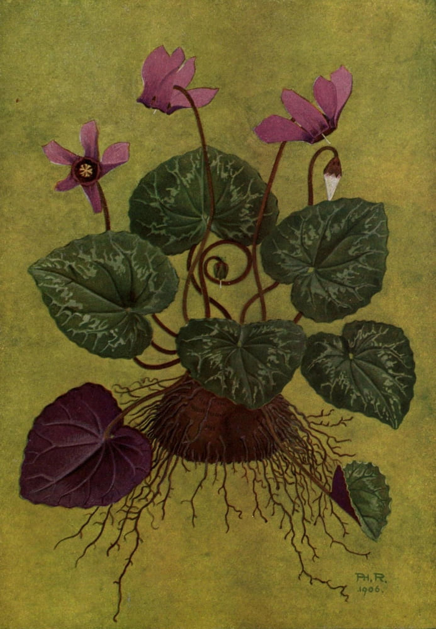 Alpine Flora 1911 Cyclamen Europaeum Canvas Art - Philippe Robert (18 x 24)