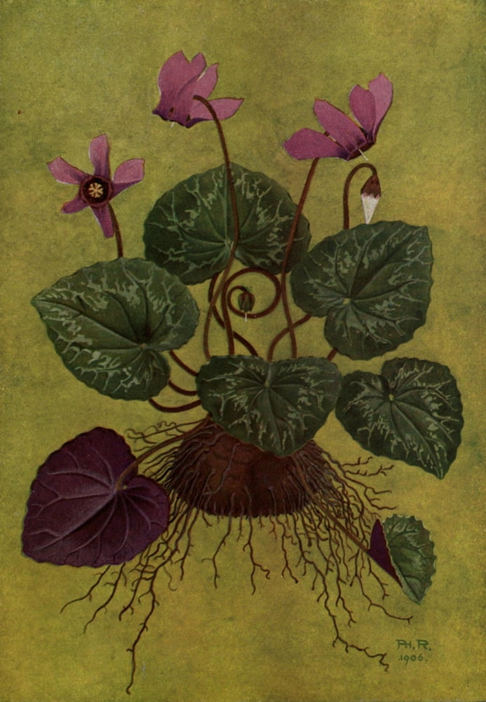 Alpine Flora 1911 Cyclamen Europaeum Canvas Art - Philippe Robert (24 x 36)