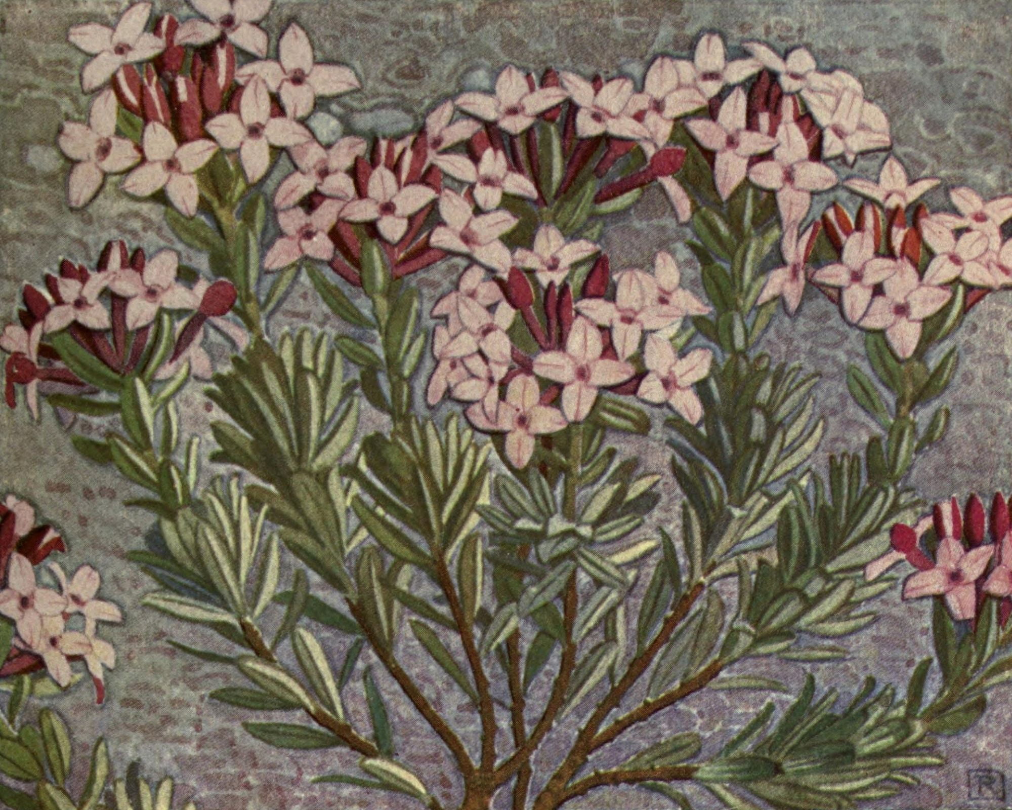Alpine Flora 1911 Daphne Cneorum Canvas Art - Philippe Robert (18 x 24)
