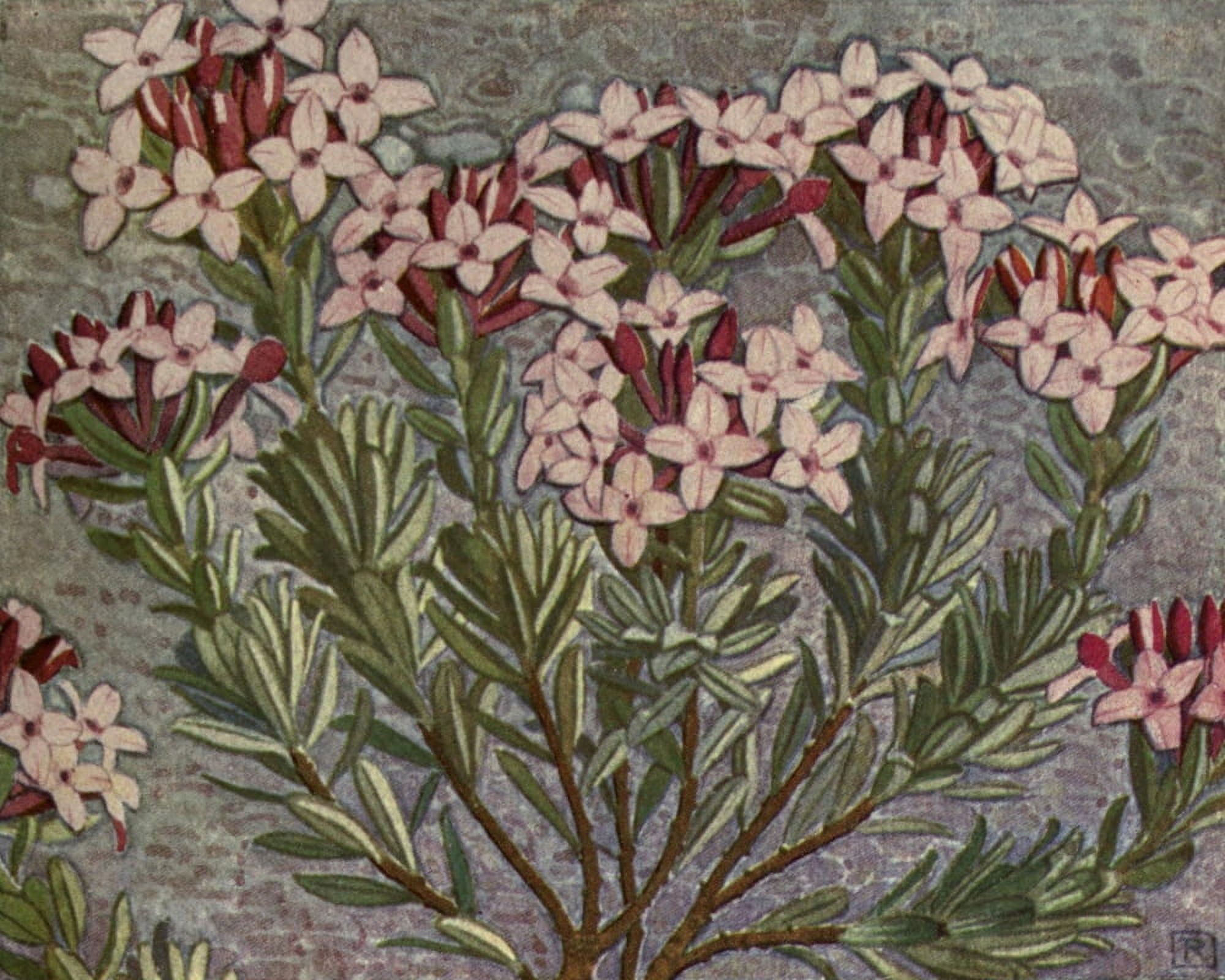 Alpine Flora 1911 Daphne Cneorum Canvas Art - Philippe Robert (24 x 36)